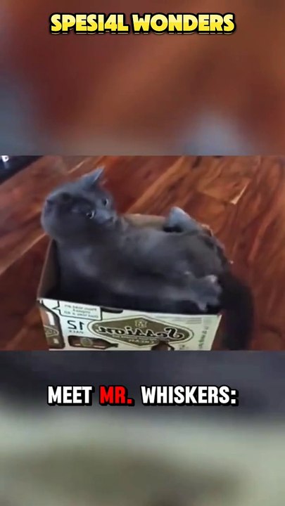 "Cat vs. Himself!"