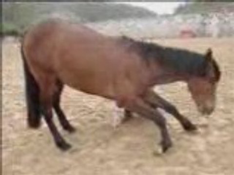 Rodrigo debut reverance