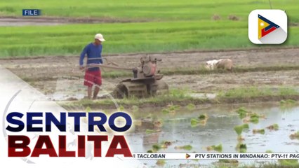Agarang tulong sa mga magsasaka para sa planting season, pinatitiyak ni PBBM sa D.A.