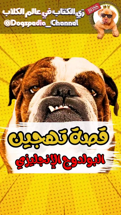 قصة تهجين البولدوج الإنجليزي !!