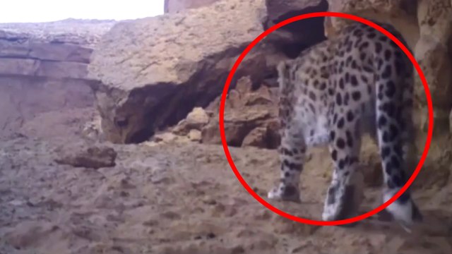 Un leopardo persa en peligro de extinción sorprende a los expertos y despierta esperanzas para la conservación