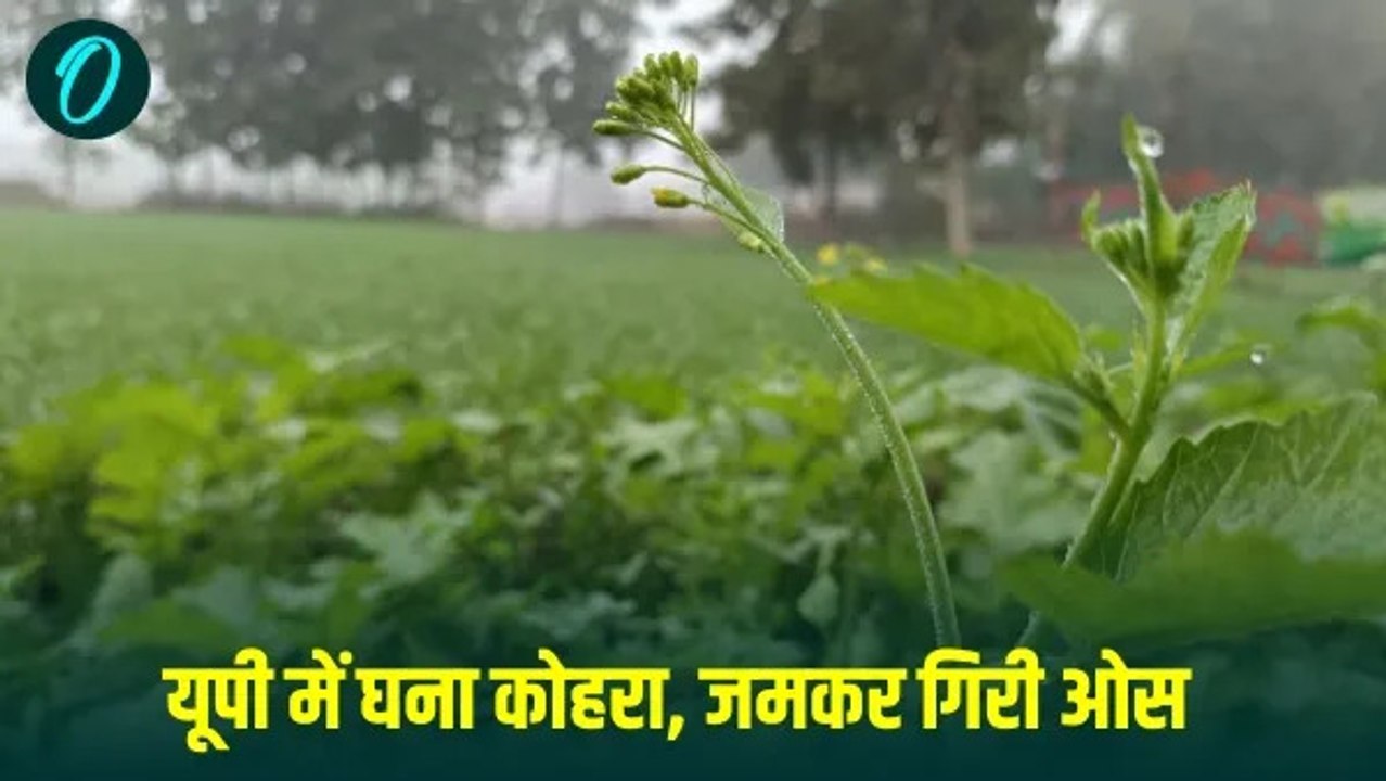 घना कोहरा और बारिश का अलर्ट, 19 जनवरी तक जारी रहेगी ठंड,कई जिलों में विजिबिलिटी हुई जीरो