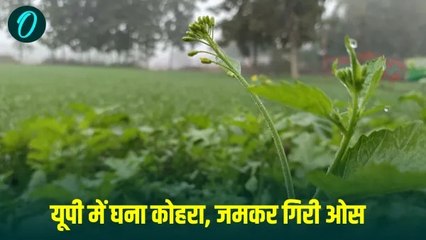 घना कोहरा और बारिश का अलर्ट, 19 जनवरी तक जारी रहेगी ठंड,कई जिलों में विजिबिलिटी हुई जीरो