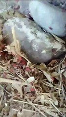 Chinche del Arce - nueva amenaza ambiental en Mendoza