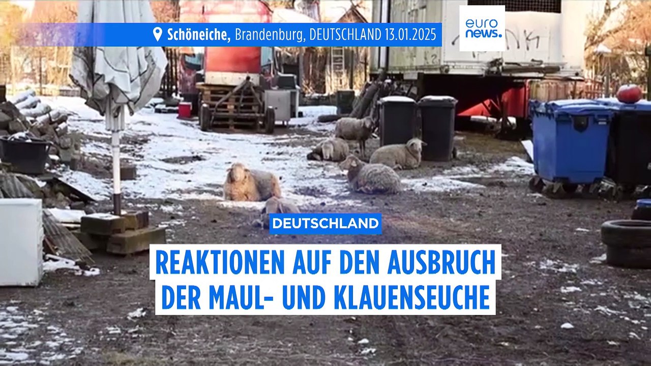 Berlin kämpft mit erstem Ausbruch der Maul- und Klauenseuche seit 35 Jahren und setzt präventive Keulungen fort
