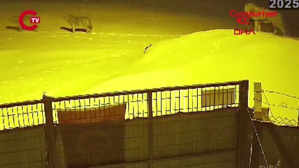 Doğu'da aç kalan kurtlar mahalle ve köylere indi