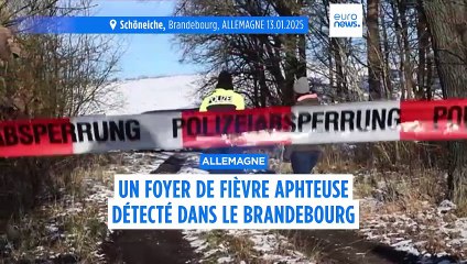 L'Allemagne lutte contre son premier foyer de fièvre aphteuse depuis 35 ans