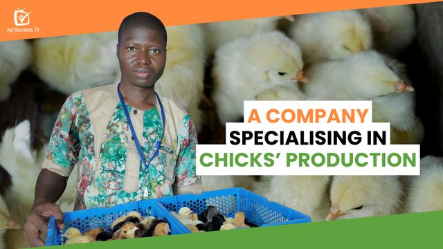 Burkina Faso: A company specialising in chicks’ production