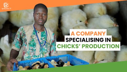 Burkina Faso: A company specialising in chicks’ production
