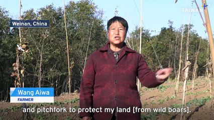Hunters Wage War on Wild Boar Populations in China