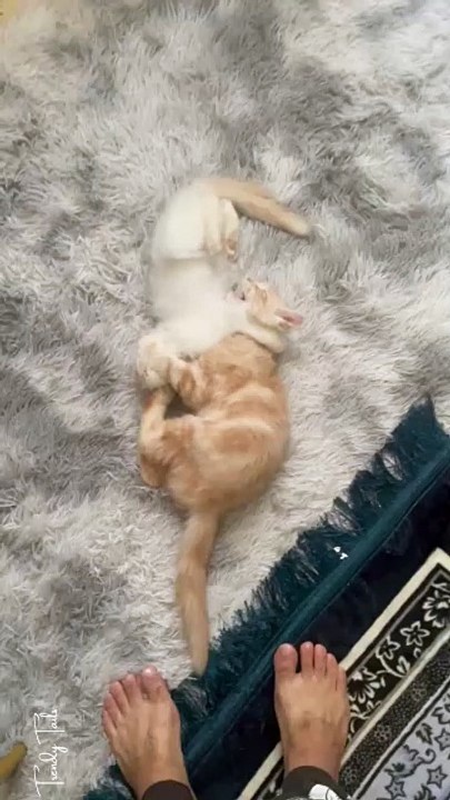 Are my cats fighting