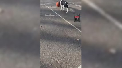 Un Springer Spaniel que ama el baloncesto gana por mérito propio el premio a Mascota de la Semana