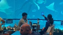 Diver hugs a lemon shark while feeding fishes at Cebu Ocean Park