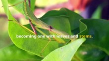 Fun Praying Mantis Facts, Secrets of the Ultimate Bug Hunters!