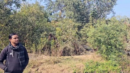 घनघोर जंगल में छुपा है बेहतरीन सुंदर नजारा,  अंग्रेजों को भी यह क्षेत्र किया है आकर्षित