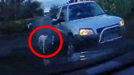 Driver slammed as "cruel" as clip shows dogs being walked from window of moving 4x4