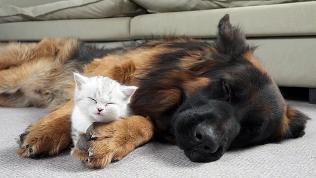 German Shepherd Meets Kitten For The First Time | His Reaction Will Melt Your HeartGerman Shepherd Meets Kitten For The First Time | His Reaction Will Melt Your Heart