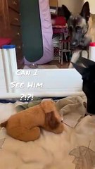 Dog Dad Tries To See His Puppy Son #puppy #puppyvideos #doglife