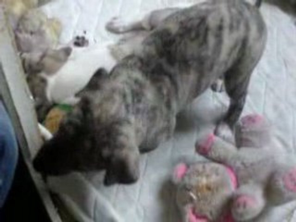 la sieste