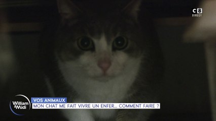 Vos animaux : Au secours, mon chat est un tyran !
