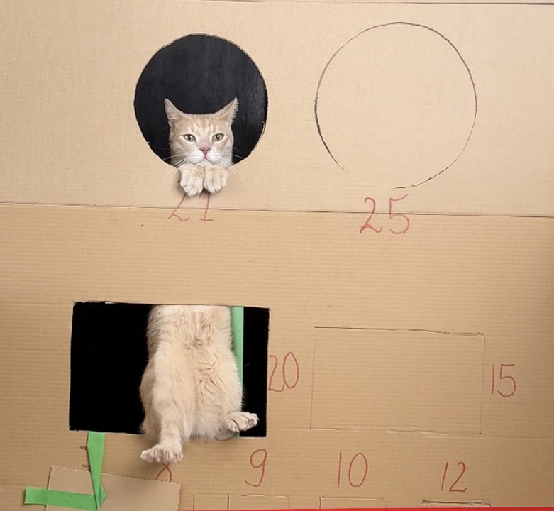 How smart is my cat? Geometry test 📐