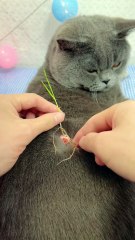 Introducing the latest in pet innovation: FurAquarium! 🌊✨