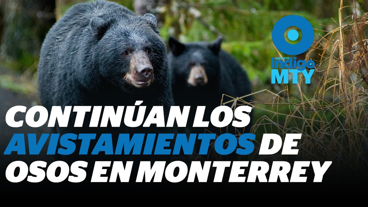 Crecen en NL avistamientos de osos en búsqueda de alimento | Reporte Indigo