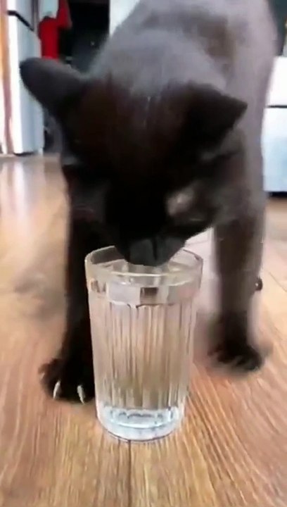 Funny cats