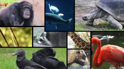 Why This Polar Bear Dying of Bird Flu Is Very Concerning