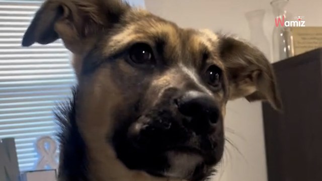 Family buys puppy with huge paws; is left shocked by its size after 4 months