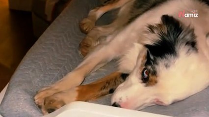 She gets up to check on her baby and discovers what her dog does at 3 am (video)