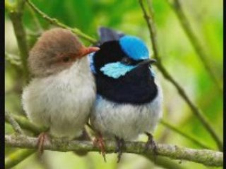 Oiseaux d'Australie