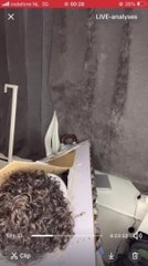 Cat Pushes Wooden Board on Man