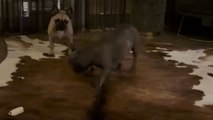 Two French bulldogs fight over a stick in an entertaining showdown