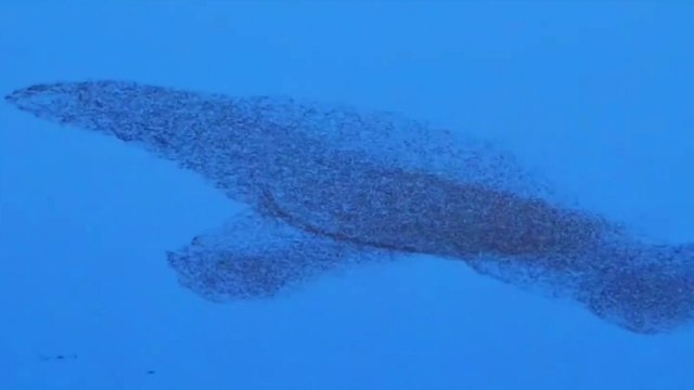 Tens of thousands of birds create shape of giant whale in stunning murmuration