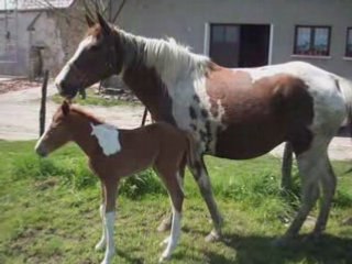 Premier poulain 2008