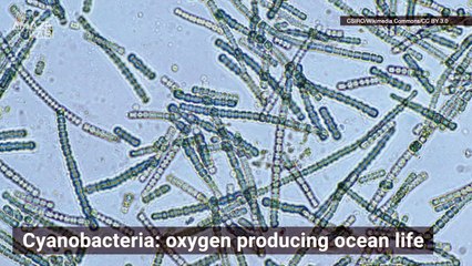 What Other Planetary Feature is Needed for Life? Besides Oxygen and Water