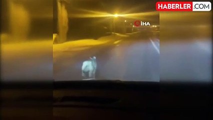 Yüksekova'da Kurt Şehir Merkezine İndi, Aracın Önünde Koştu