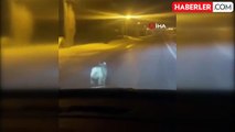 Yüksekova'da Kurt Şehir Merkezine İndi, Aracın Önünde Koştu