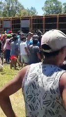 Volcó un camión con vacas