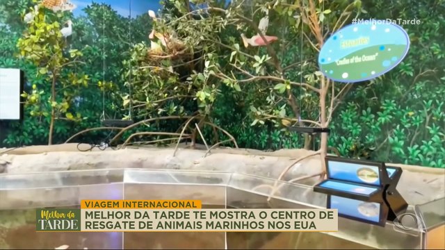 Conheça centro de resgate de animais marinhos nos Estados Unidos | Melhor da Tarde