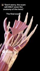 Outil de visualisation en anatomie - YouTube Laura Orvélie 🧠🎀