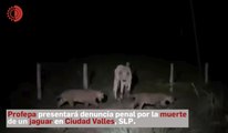 Un campesino en Ciudad Valles, San Luis Potosí, mató a un jaguar alegando que el felino atacó su ganado