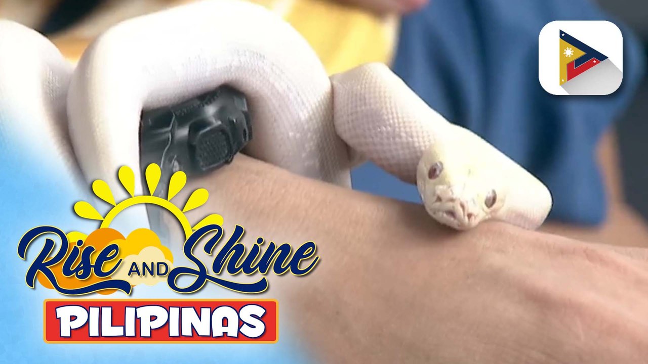 Pet's Day | Burmese python