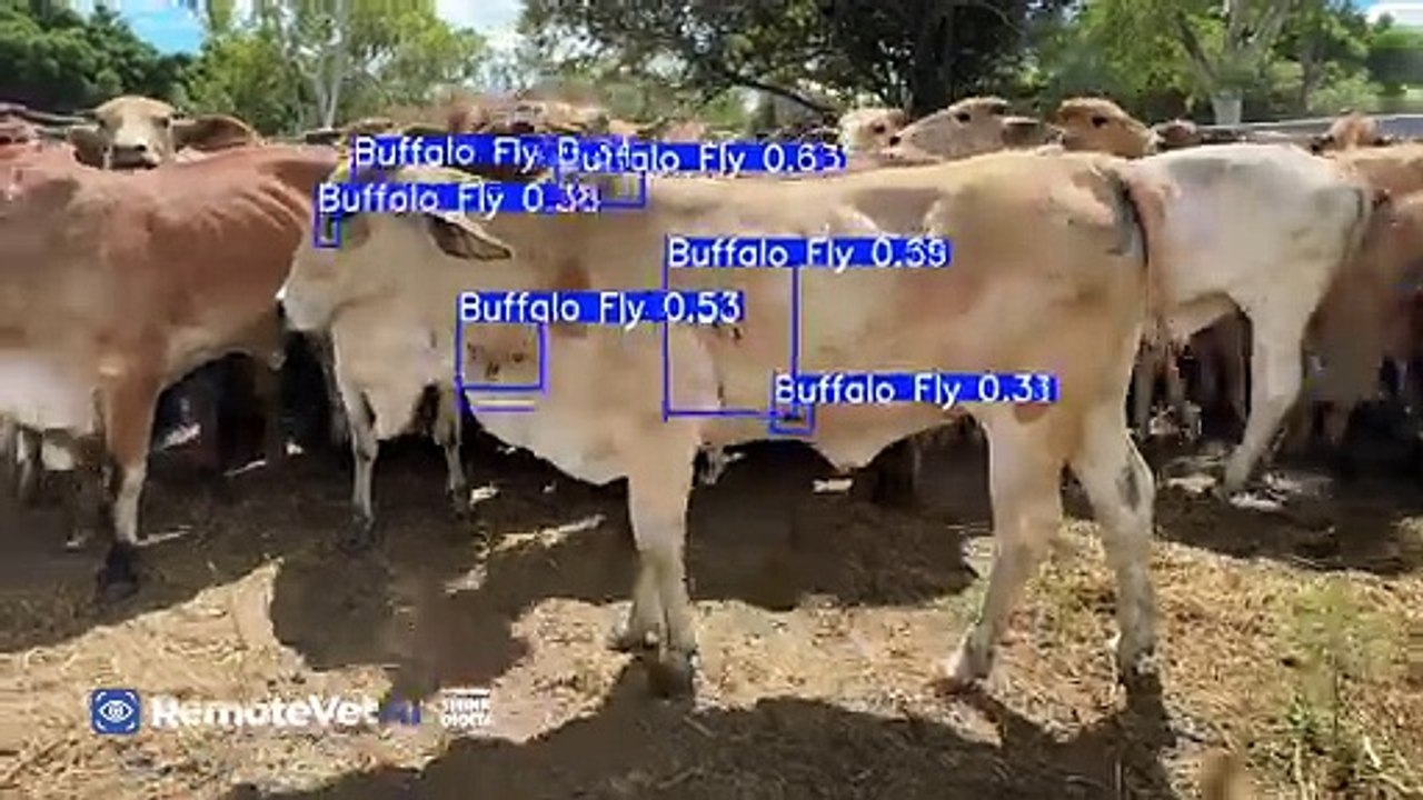 A new cattle app allows producers to conduct emergency disease ID