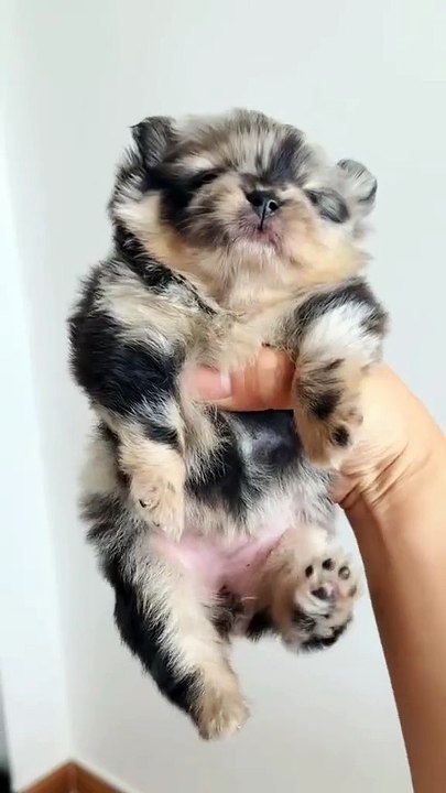 Hallo..Hallo Tante..