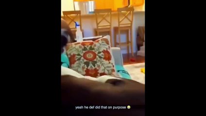 Funniest cats and dogs / same same but different