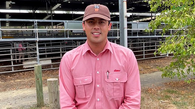 Northern NSW operation secures 101 weaners from big Elders yarding at Yea