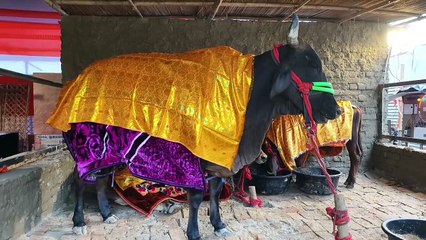 प्रयागराज गौ माता को राष्ट्रमाता घोषित करने के लिए 324 हवन कुंडों का महायज्ञ