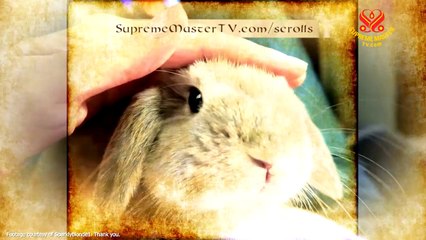 Kindness to Animals in Religions, Part 3 of 3